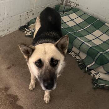 Penelope -  Sheep Dog and Mixed Breed Dog for Adoption in Flagstaff, Arizona - Penelope | PetCurious