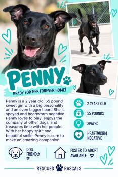 Foster Penny -  Black Labrador Retriever Dog for Adoption in Oswego, Illinois - Foster Penny | PetCurious
