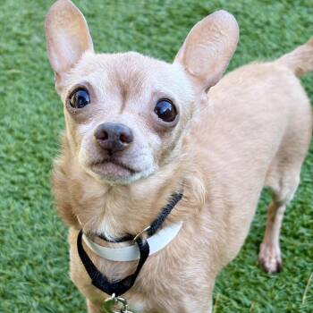 Rocky -  Chihuahua Dog for Adoption in Matteson, Illinois - Rocky | PetCurious