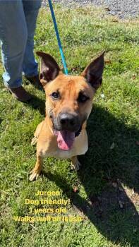 Rescue Mixed Breed Dogs for Adoption in Egg Harbor Township, New Jersey - Jurgen | PetCurious