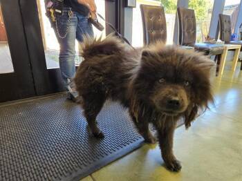 COCO -  Chow Chow Dog for Adoption in Palo Alto, California - COCO | PetCurious