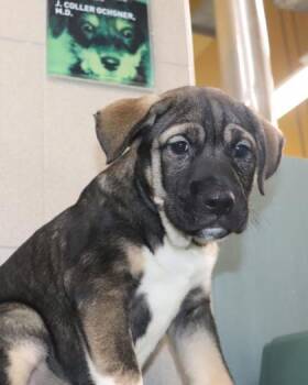 Humphrey -  Pit Bull Terrier and Mixed Breed Dog for Adoption in Kansas City, Missouri - Humphrey | PetCurious