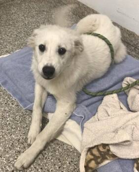 Arisue -  Mixed Breed Dog for Adoption in Vancouver, Washington - Arisue | PetCurious