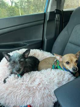 Rescue Chihuahua Dogs for Adoption in Austin, Texas - Wolfie + Jake | Bonded Pair | PetCurious