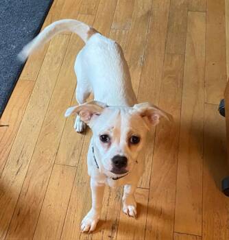 Mixed Breed Dogs Available for Adoption in Blue Island, Illinois - Dash | PetCurious