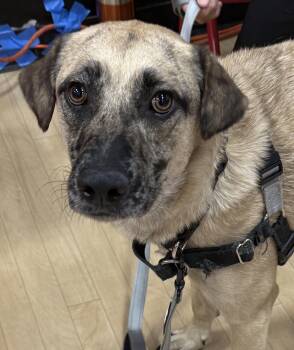 Rocky -  Catahoula Leopard Dog and Hound Dog for Adoption in Orland Park, Illinois - Rocky | PetCurious