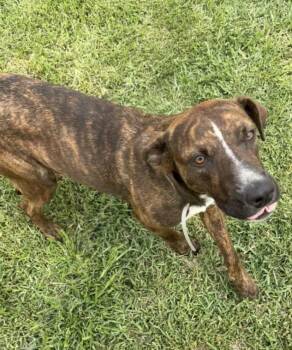 Labrador Retriever and Mixed Breed Dogs Available for Adoption in Houston, Texas - ODETTE | PetCurious