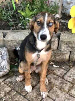 Rescue Catahoula Leopard Dog Dogs for Adoption - Maglyn | PetCurious