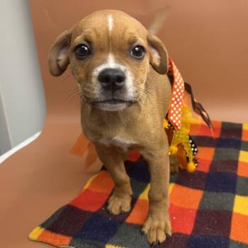 Delilah -  Pug and Boxer Dog for Adoption in San Antonio, Texas - Delilah | PetCurious