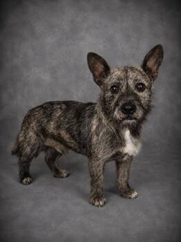A1273326 -  Cairn Terrier and Mixed Breed Dog for Adoption in Winter Haven, Florida - A1273326 | PetCurious