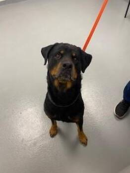 Rottweiler Dogs Available for Adoption - REX | PetCurious