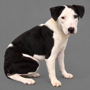 Harp -  Australian Shepherd Dog for Adoption in Plaquemine, Louisiana - Harp | PetCurious