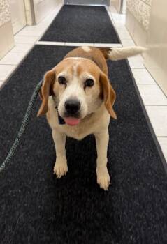 WANDA -  Beagle Dog for Adoption in Hastings, Michigan - WANDA | PetCurious