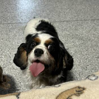 Hazel -  Cavalier King Charles Spaniel Dog for Adoption in Antwerp, Ohio - Hazel | PetCurious