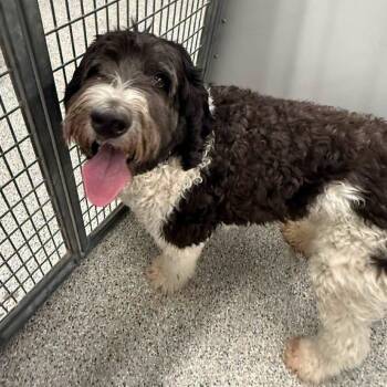 Sir Cuddles -  Poodle and Labrador Retriever Dog for Adoption in Salt Lake City, Utah - Sir Cuddles | PetCurious