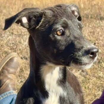 Australian Cattle Dog Blue Heeler Dogs Available for Adoption - Wednesday | PetCurious