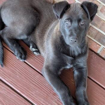 Shepherd and Labrador Retriever Dogs Available for Adoption - Yeti | PetCurious