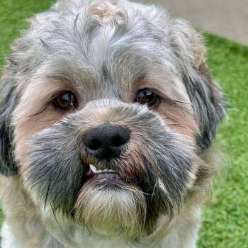 Flounder -  Shih Tzu Dog for Adoption in Matteson, Illinois - Flounder | PetCurious