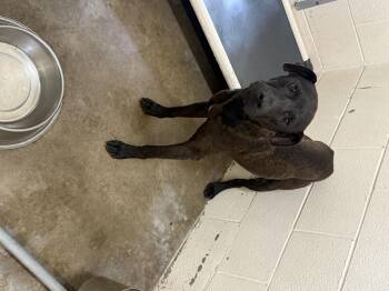 Fletcher -  Labrador Retriever Dog Available for Adoption in Tom Bean, Texas - Fletcher | PetCurious