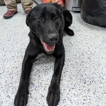 Labrador Retriever Dogs Available for Adoption - 189116 Ace  LOOKING FOR OWNER | PetCurious