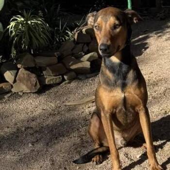 Carmelo -  Doberman Pinscher Dog for Adoption in Williston, Vermont - Carmelo | PetCurious