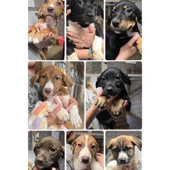 Anatolian Shepherd and Mixed Breed Dogs Available for Adoption in Parker, Colorado - 533 (2026) Doug | PetCurious