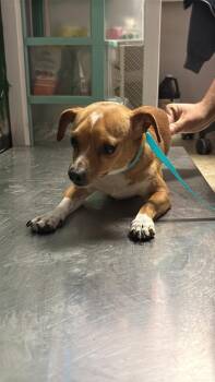 Chihuahua Dogs Available for Adoption in New Braunfels, Texas - Bravo | PetCurious