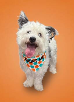 Gus-ADOPT Me -  Poodle and Terrier Dog for Adoption in Redondo Beach, California - Gus-ADOPT Me | PetCurious