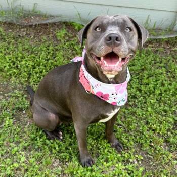 American Bully Dogs Available for Adoption in Corpus Christi, Texas - Bentley | PetCurious
