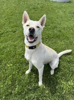 Rescue Husky Dogs for Adoption in Prineville, Oregon - Moonshine | PetCurious
