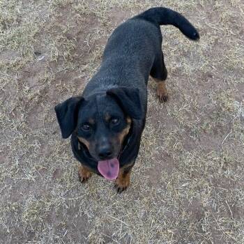 Rescue Miniature Pinscher and Yorkshire Terrier Dogs for Adoption in Midland, Texas - Norm 'Titan' | PetCurious