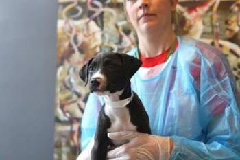 K.K. Slider -  Mixed Breed Dog for Adoption in West Chester, Pennsylvania - K.K. Slider | PetCurious