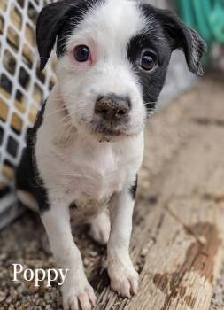 Terrier Dogs Available for Adoption - Poppy | PetCurious
