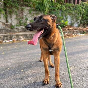 Emma -  Belgian Shepherd Malinois Dog for Adoption in New York, New York - Emma | PetCurious