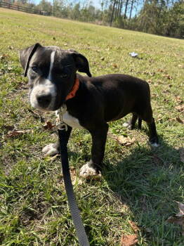 Rescue Labrador Retriever Dogs for Adoption in Tarrytown, Georgia - Hewitt | PetCurious