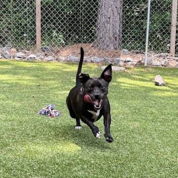 Ms. Molly -  Dachshund Dog for Adoption in Salisbury, North Carolina - Ms. Molly | PetCurious