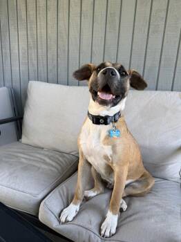 Cammie (Dynamic Duo Litter Mom) -  American Staffordshire Terrier and Pit Bull Terrier Dog for Adoption in New Albany, Ohio - Cammie (Dynamic Duo Litter Mom) | PetCurious