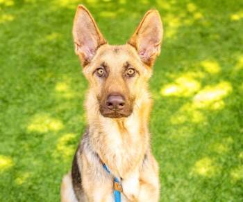 Rescue German Shepherd Dog Dogs for Adoption in San Jose, California - KEANU | PetCurious