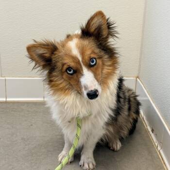 Greer -  Cardigan Welsh Corgi and Australian Shepherd Dog for Adoption in Rifle, Colorado - Greer | PetCurious