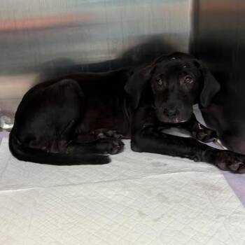 Punkin 26-08-063 -  Black Labrador Retriever Dog for Adoption in Bastrop, Texas - Punkin 26-08-063 | PetCurious