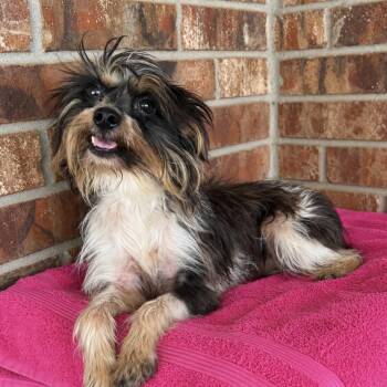 Tipsy -  Yorkshire Terrier Dog for Adoption in Pelham, New Hampshire - Tipsy | PetCurious