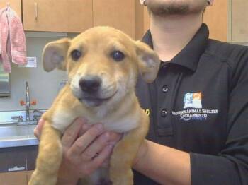 VALERIAN -  Chihuahua and Mixed Breed Dog for Adoption in Sacramento, California - VALERIAN | PetCurious
