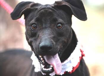 Mixed Breed Dogs Available for Adoption - Mandy | PetCurious