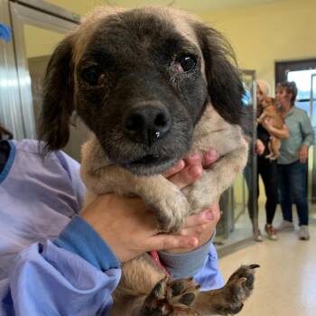 Mixed Breed Dogs Available for Adoption in Loxahatchee Groves, Florida - Harley 6741 AKA Zoe | PetCurious