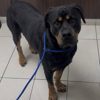 Cash Money -  Rottweiler Dog for Adoption in Las Vegas, Nevada - Cash Money | PetCurious