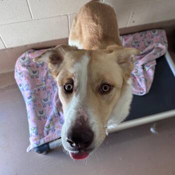 Rory -  Siberian Husky Dog for Adoption in Reno, Nevada - Rory | PetCurious