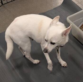 Chihuahua Dogs Available for Adoption in Albuquerque, New Mexico - Schnapps | PetCurious