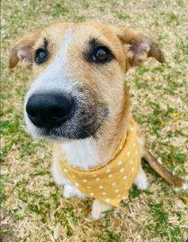 Shepherd Dogs Available for Adoption - Diego | PetCurious