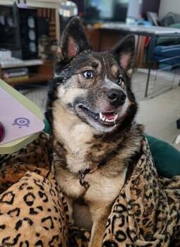 Estrella -  Husky Dog for Adoption in Bowie, Maryland - Estrella | PetCurious