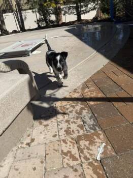 Border Collie and Australian Cattle Dog Blue Heeler Dogs Available for Adoption in Denver, Colorado - Maximus | PetCurious